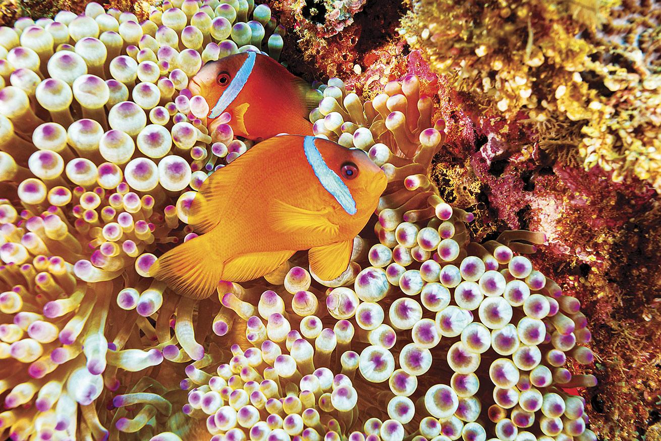 Endemic Fiji anemonefish (Amphiprion barberi).