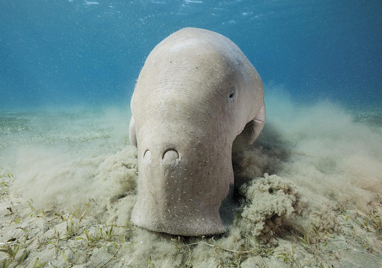 A dugong feeds on seagrass in a shallow bay on Egypt's Red Sea coast.