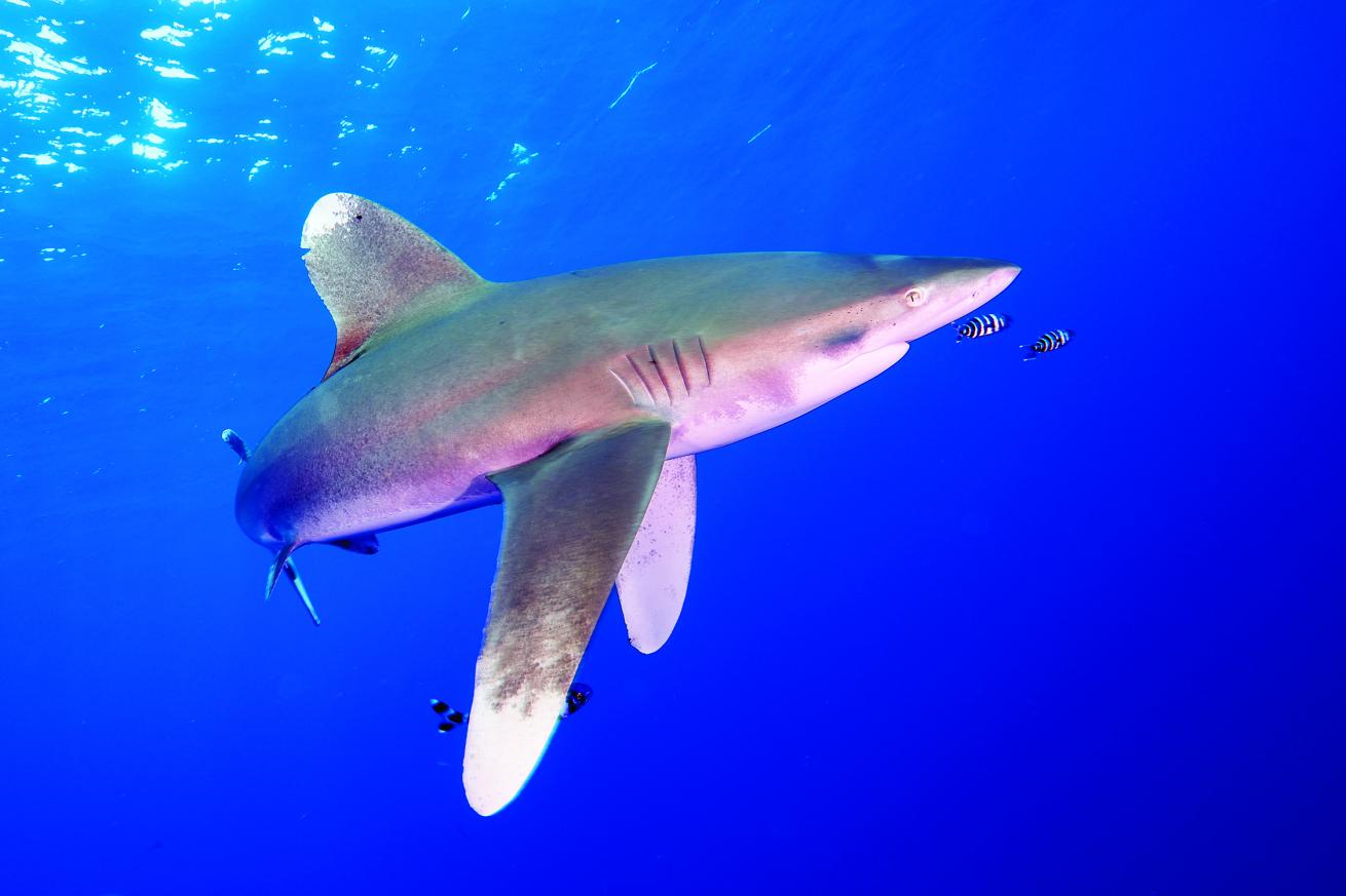 Shark image