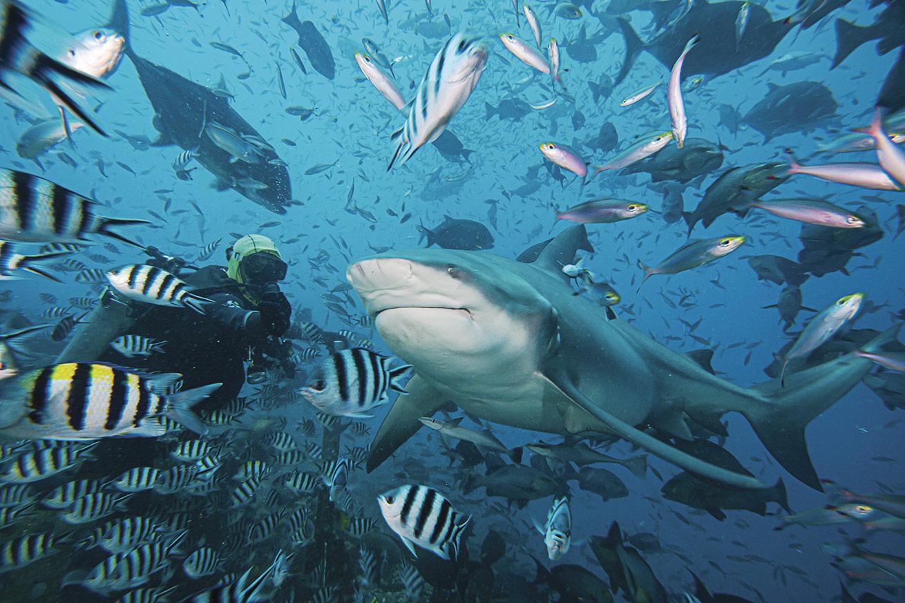 Bull sharks and sergeant majors dominate at the Cathedral shark dive, at least before the tiger sharks roll in.