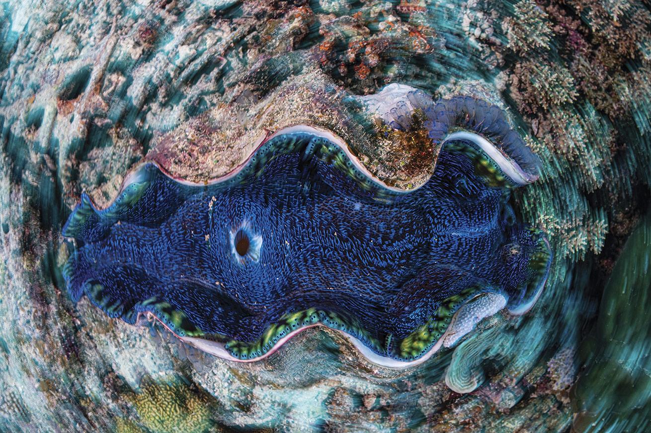 An iridescent giant clam in Australia.