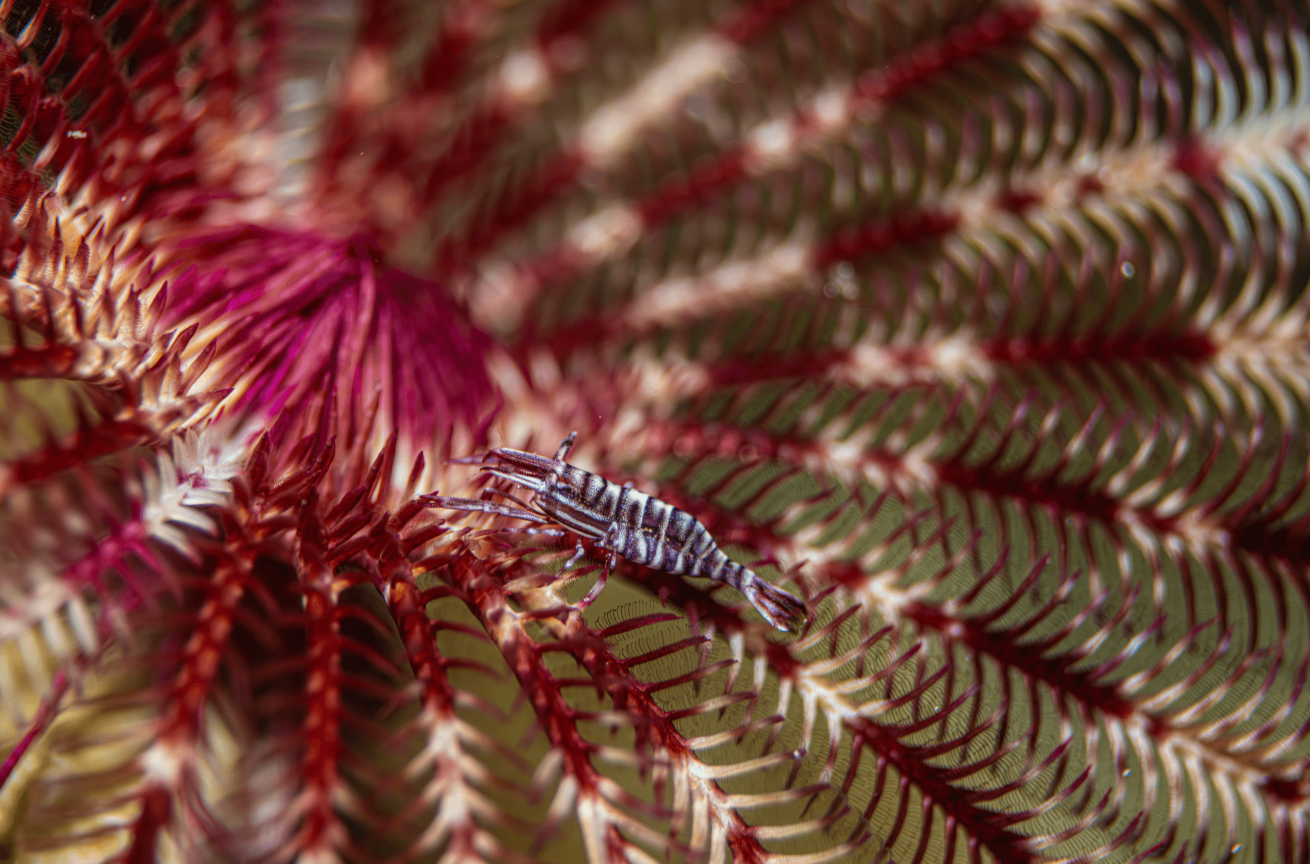 A small crinoid shrimp sits on a feather star on a night dive
