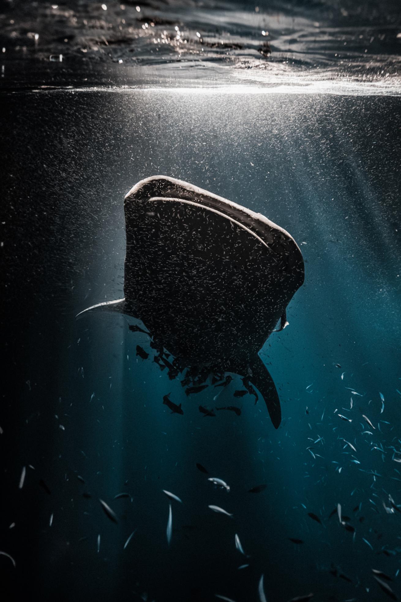 Whaleshark