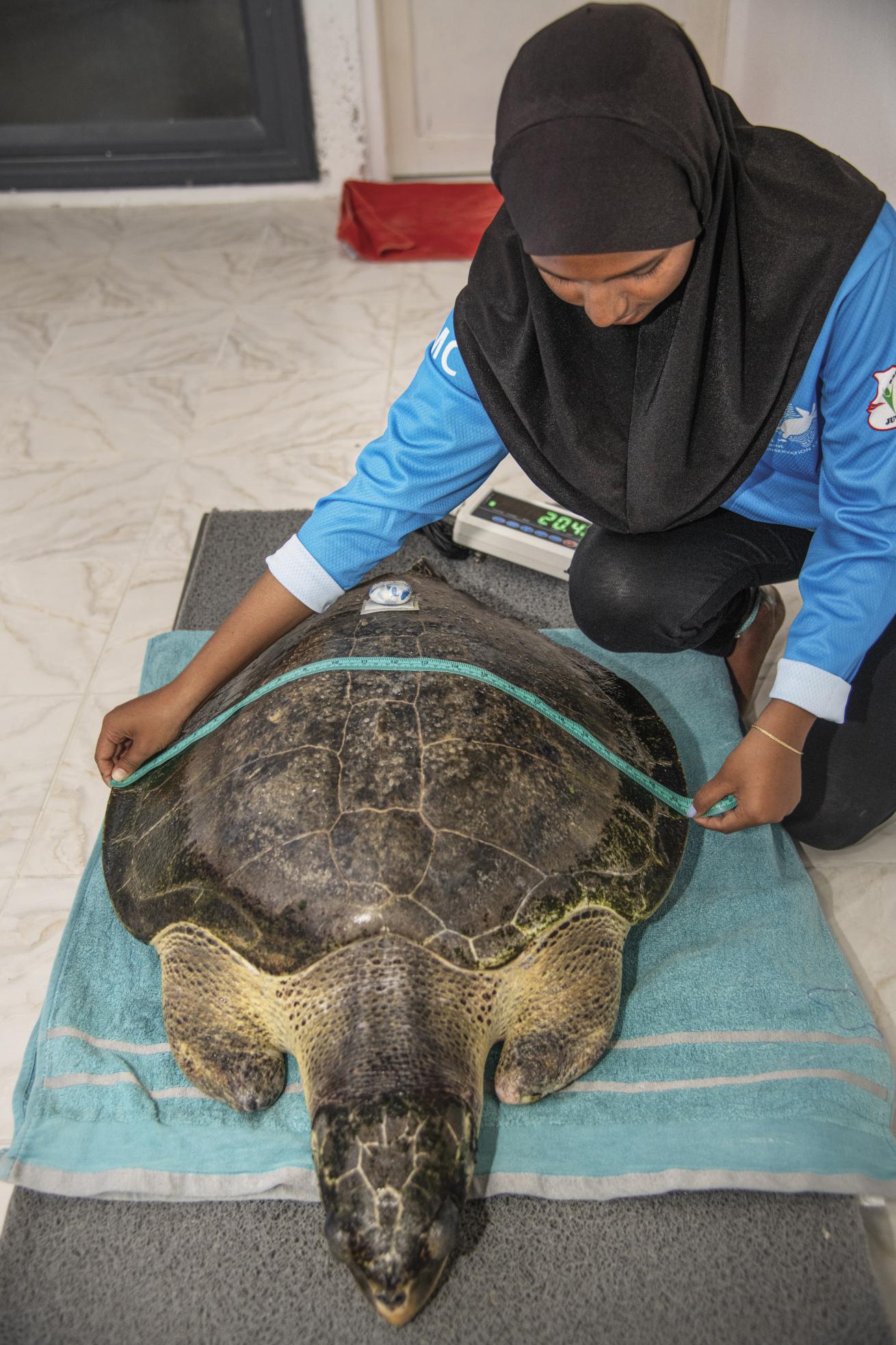 a sea turtle is measured and weighed to track growth.