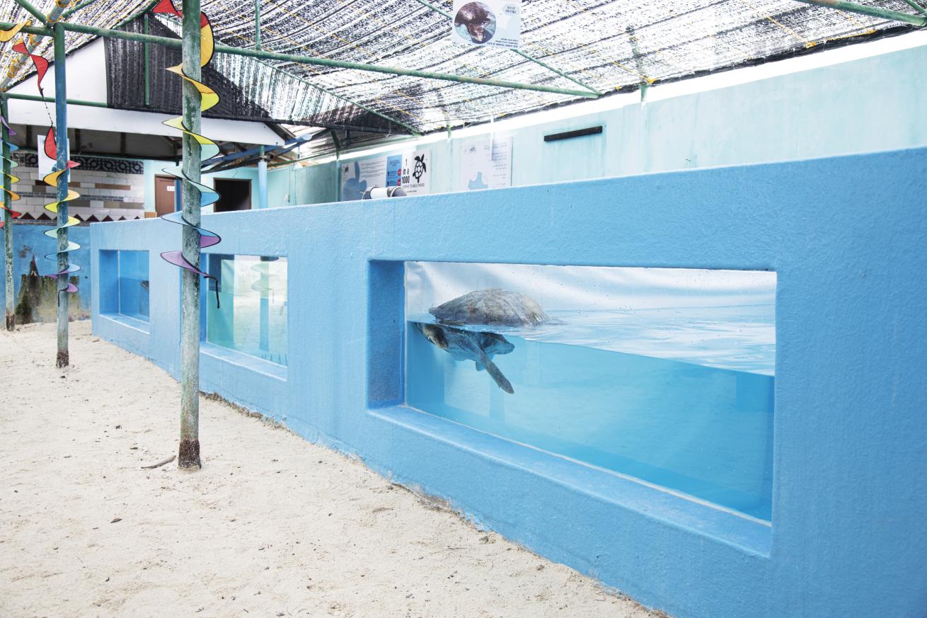 A rescued turtle swims in one of several rehab tanks at the Atoll Marine Centre.