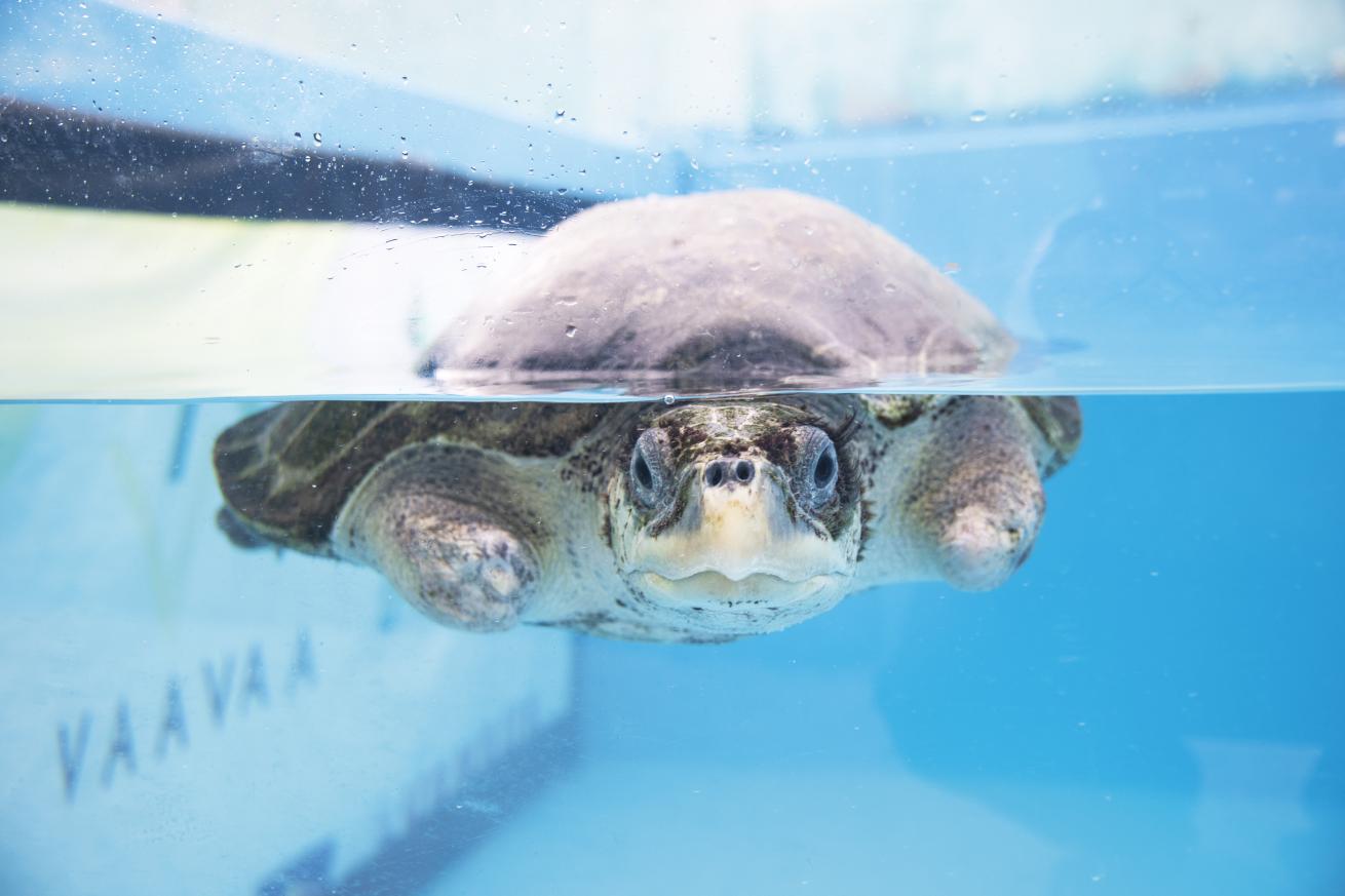 This turtle was found entangled in a net, which left him without his front flippers. Due to hindered swimming, he will remain at the center.