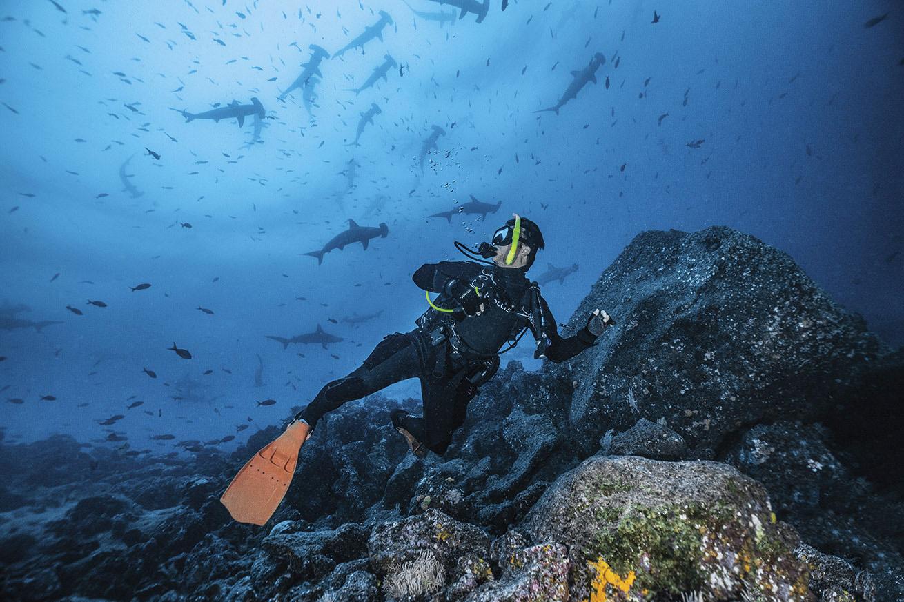 Galapagos is one of the few places on Earth to see schools of scalloped hammerhead sharks.