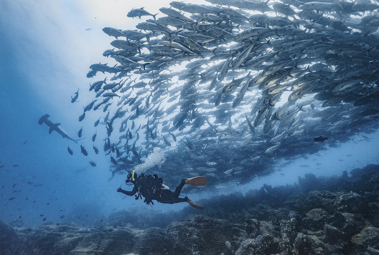 Nutrient-rich waters bring a bounty of life to Galapagos, making every dive unforgettable.