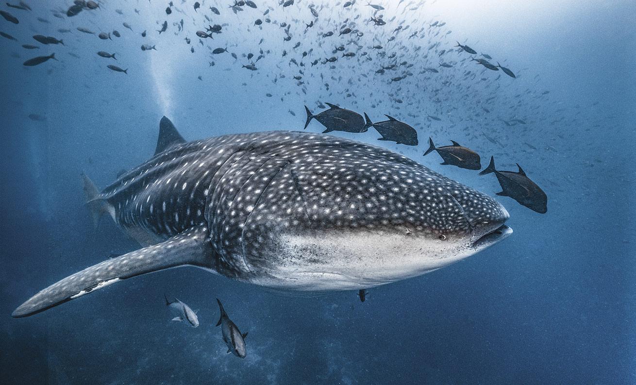 whale shark surrounded by jack fish in galapagos