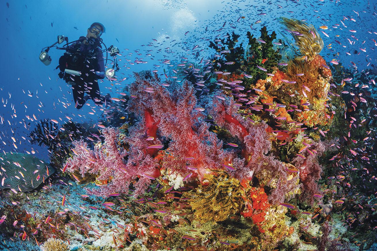 Schooling anthias and vibrant sponges, crinoids and corals coalesce into a stunning Fiji reefscape.