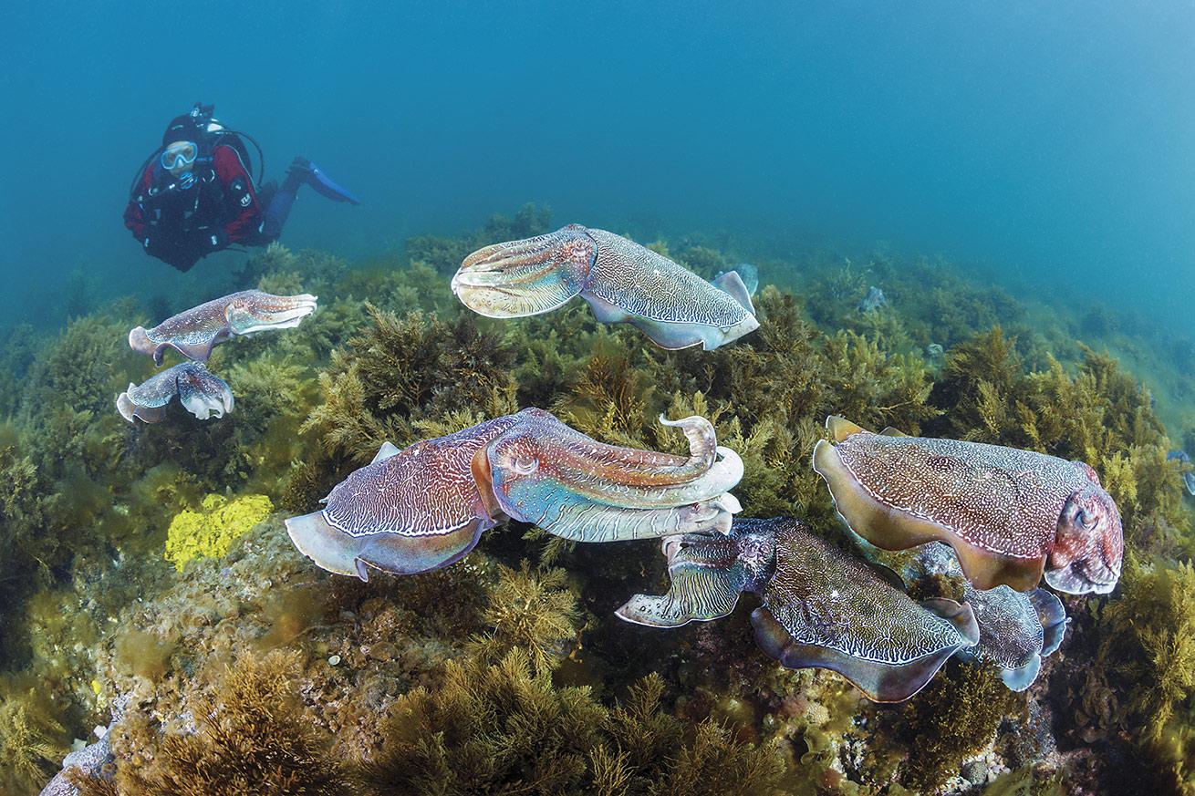 Giant Australian cuttlefish aggregate in the shallows of Whyalla. The species can grow up to 3 feet long.
