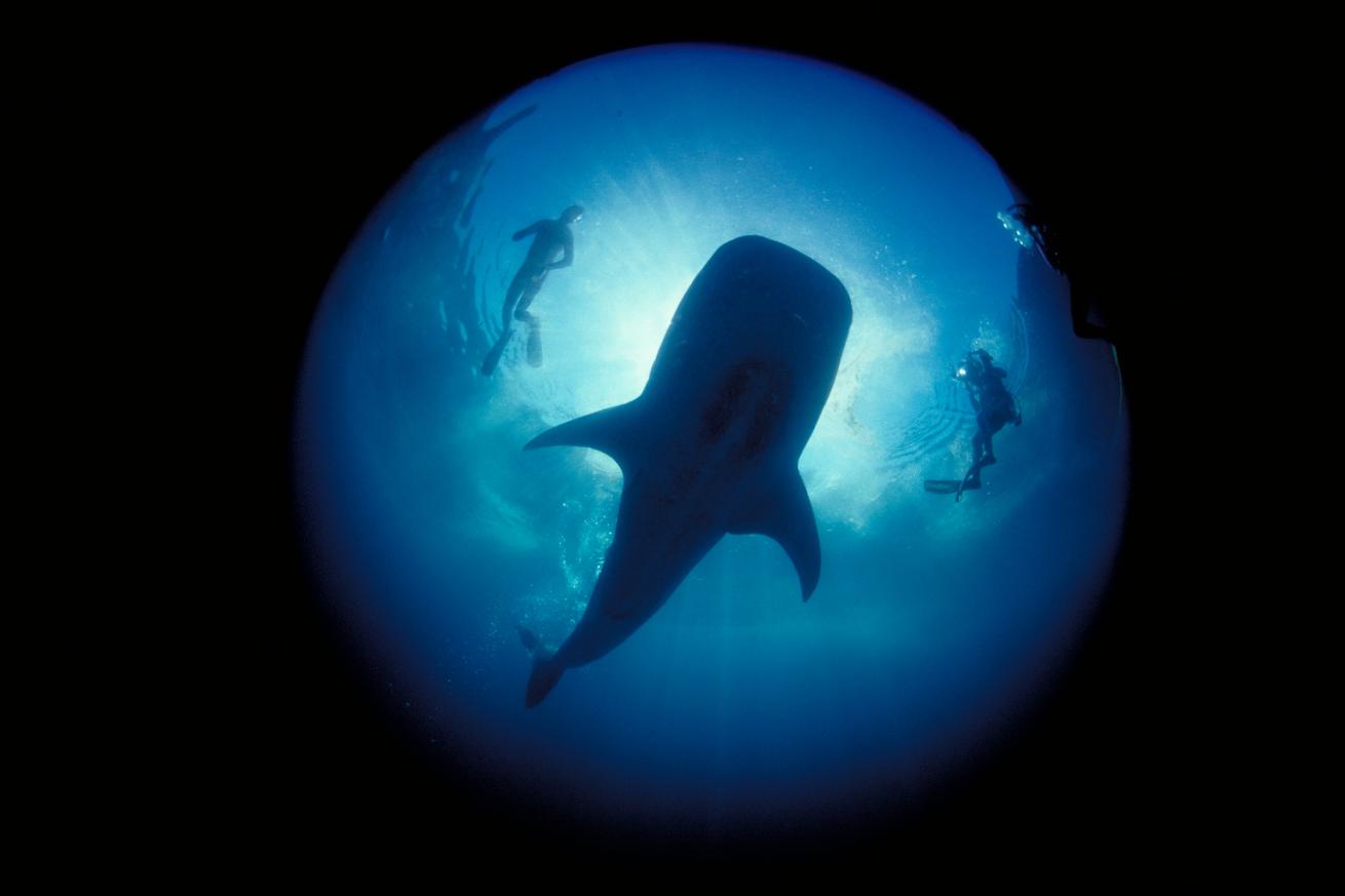 scuba divers and whale shark