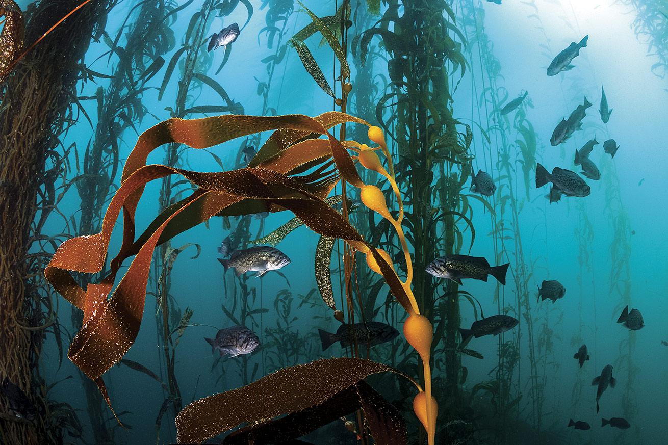 Giant kelp in Monterey, California.