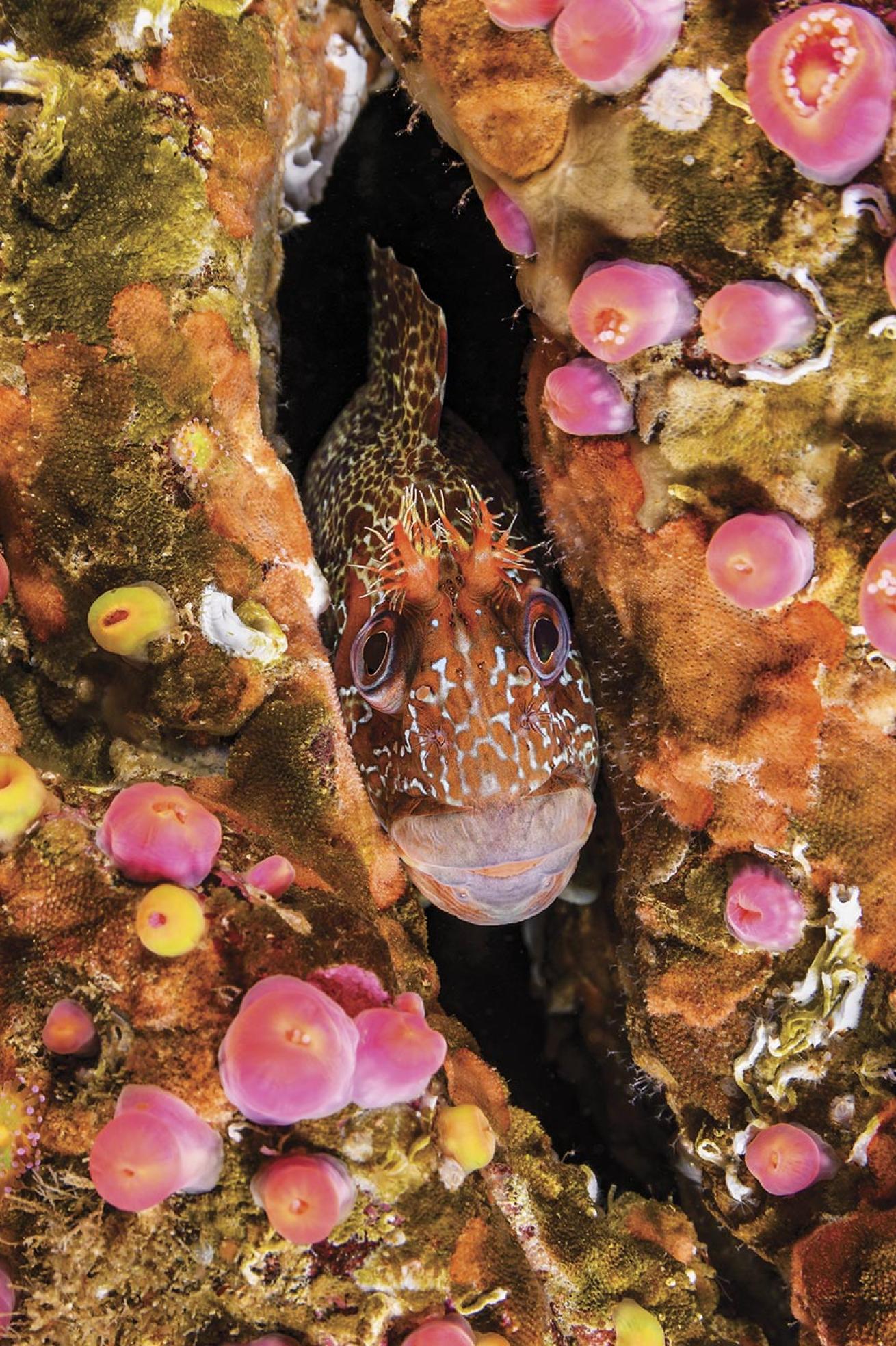 A tompot blenny (Parablennius gattorugine) squeezes into a rocky crevice.