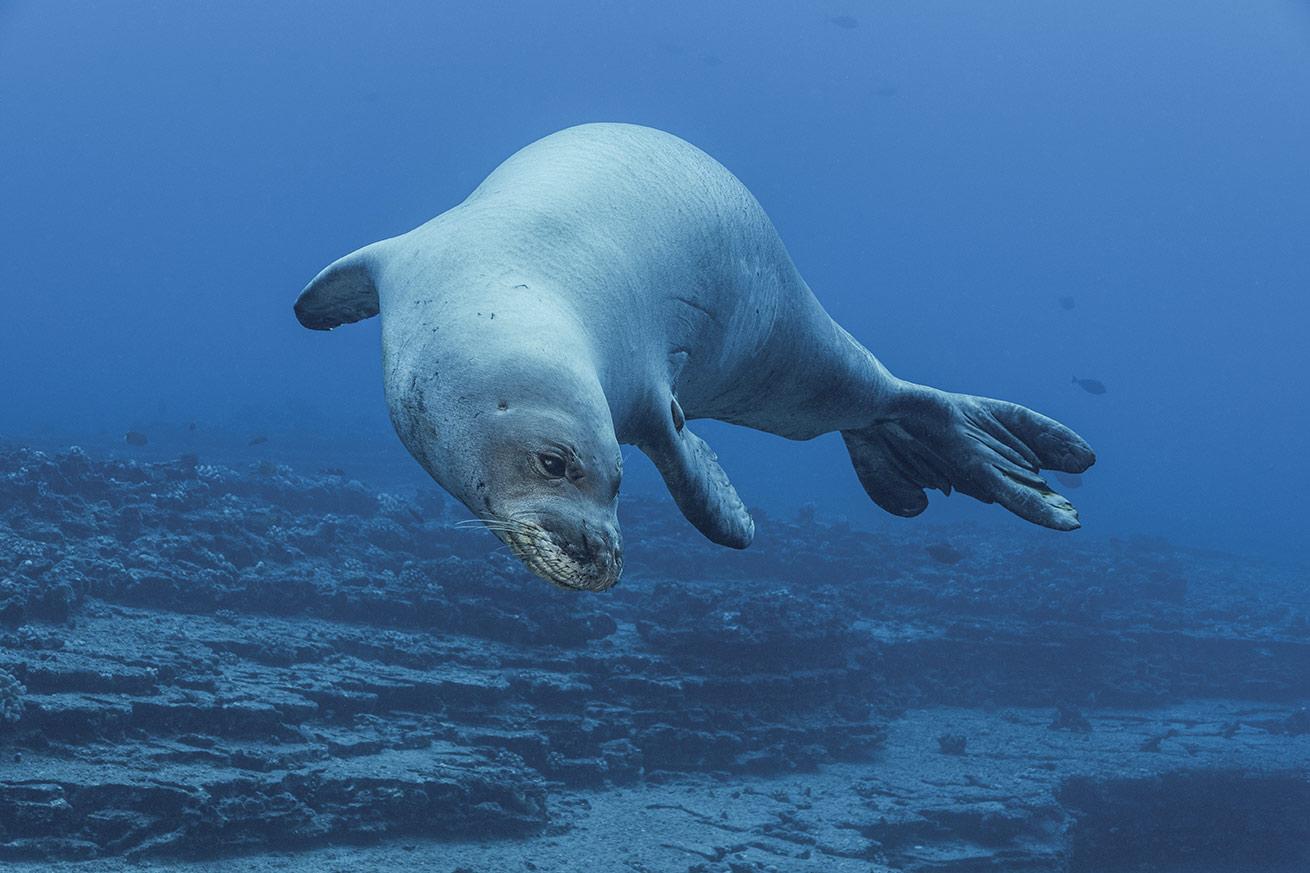 The endangered Hawaiian monk seal enchants visitors who come to dive Ni’ihau.