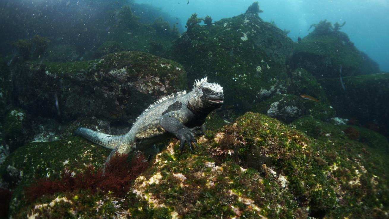 Marine iguana