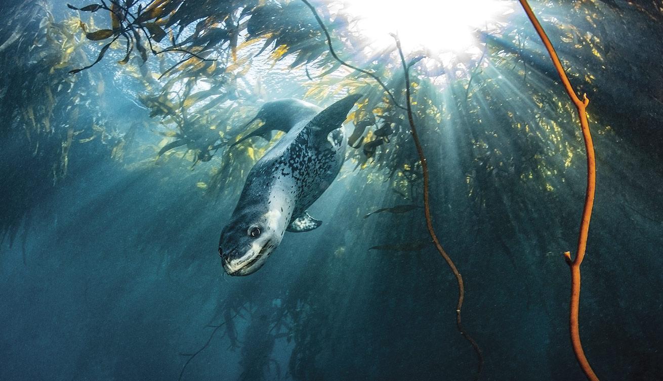 leopard seal surrounded by sunrays in kelp in south georgia antarctica