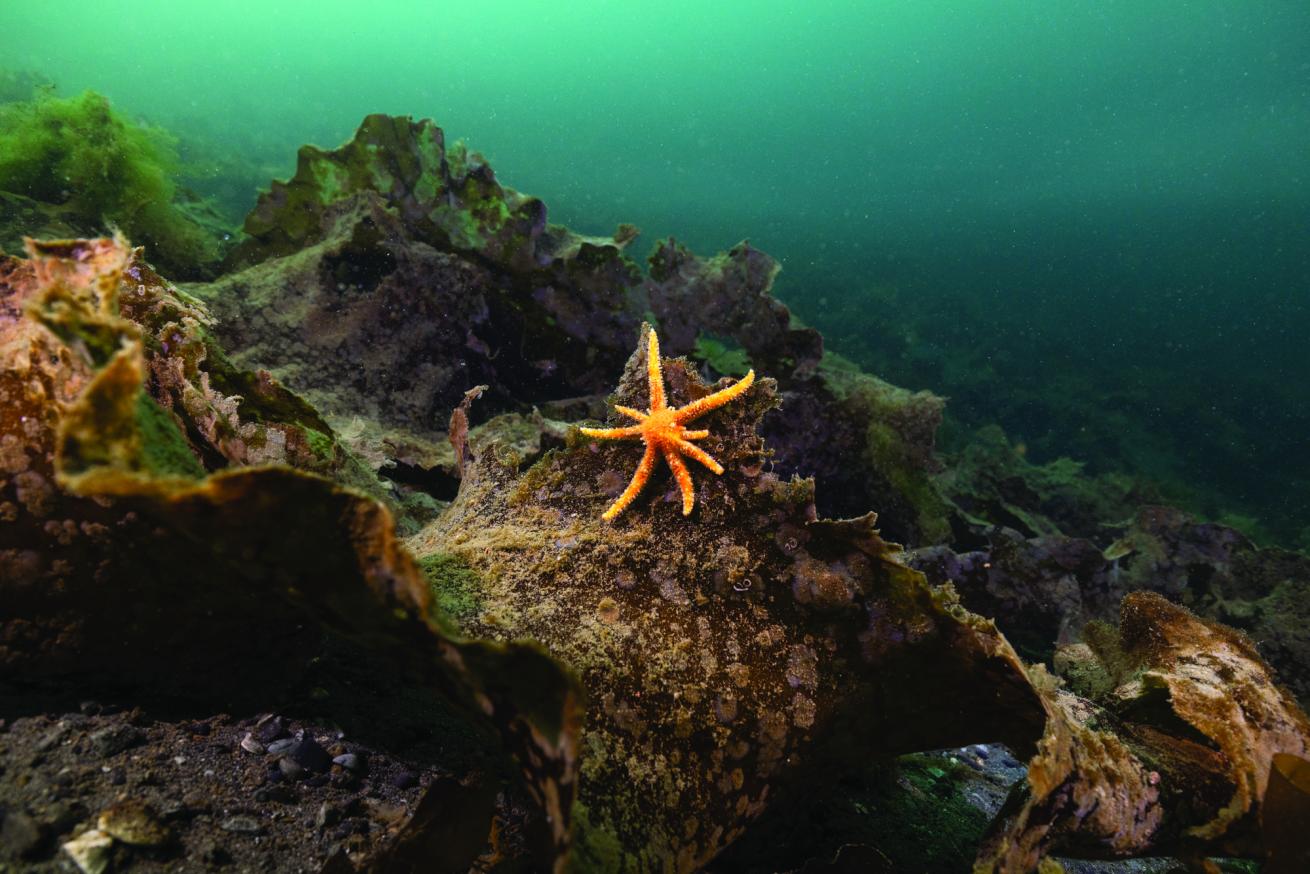 A juvenile pycno climbs on sugar kelp near a shipwreck in Resurrection Bay, Alaska.