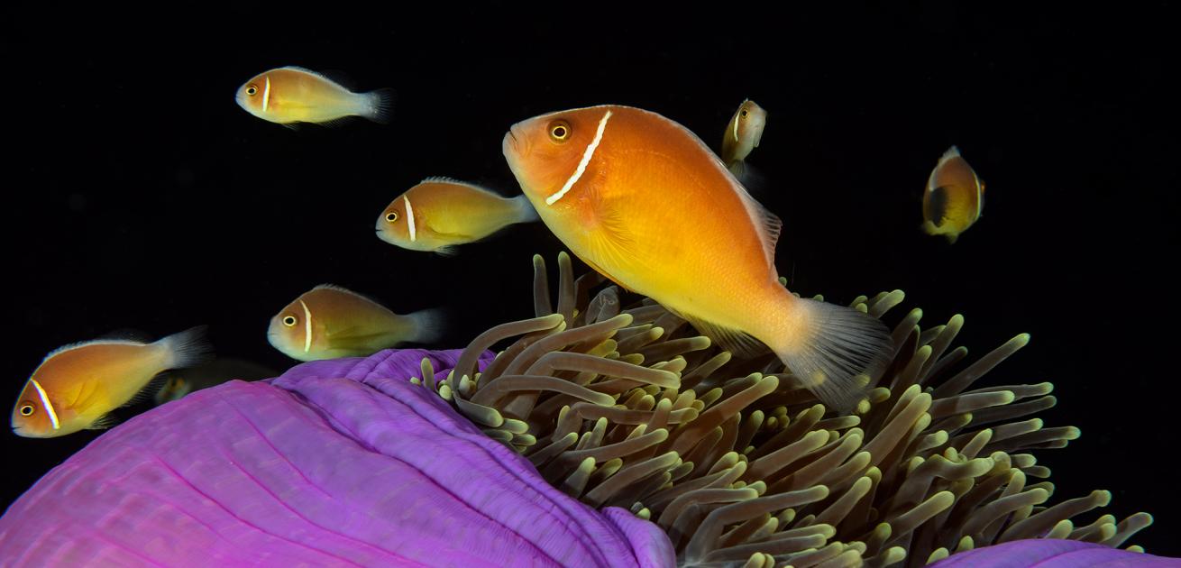 image of Pink Anemonefish (Amphiprion perideraion)