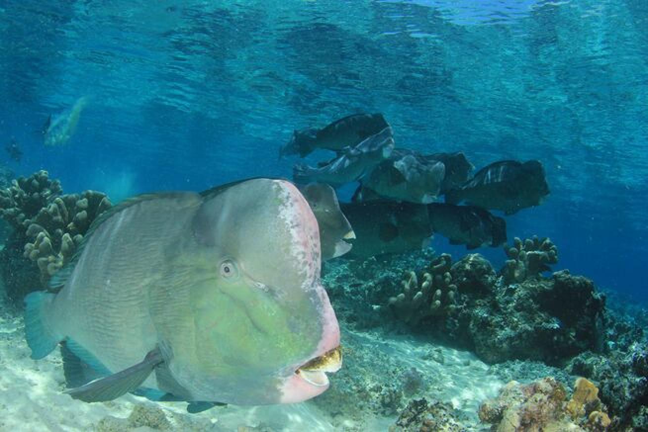 Bumphead parrotfish on coral reef.