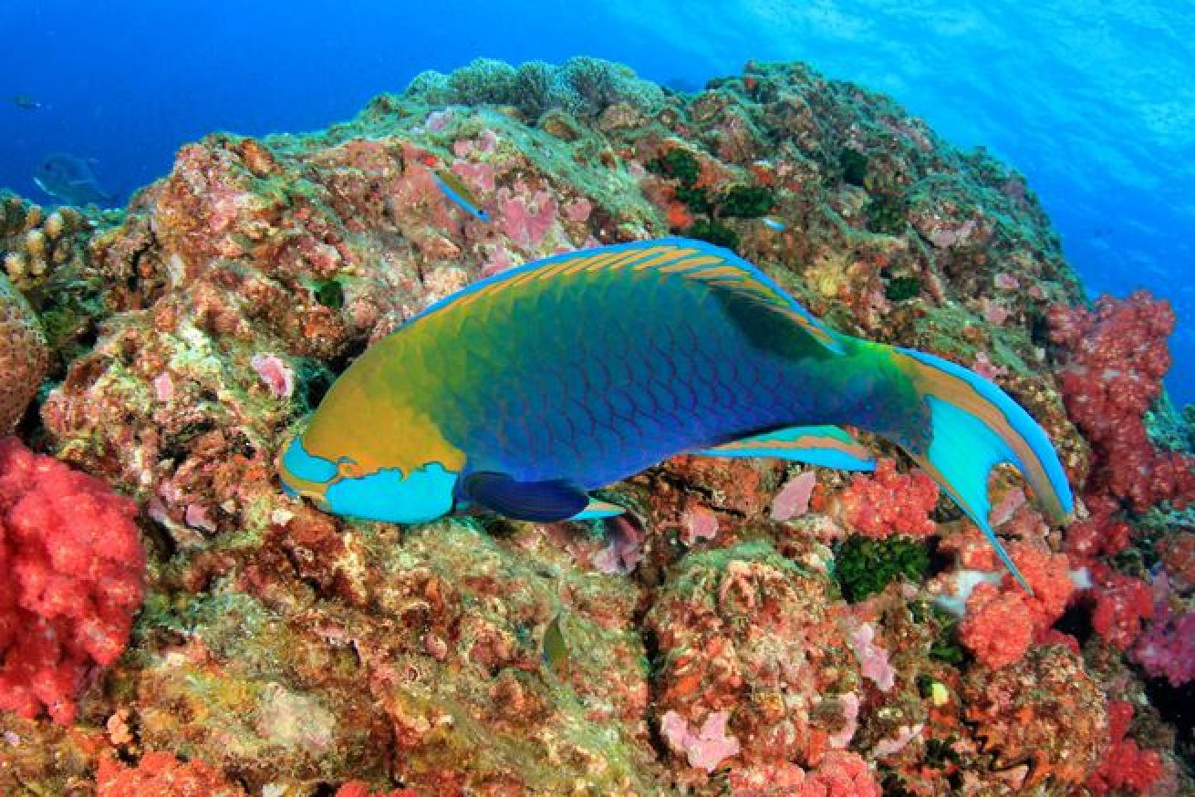 Parrotfish using its beak to eat hard coral.