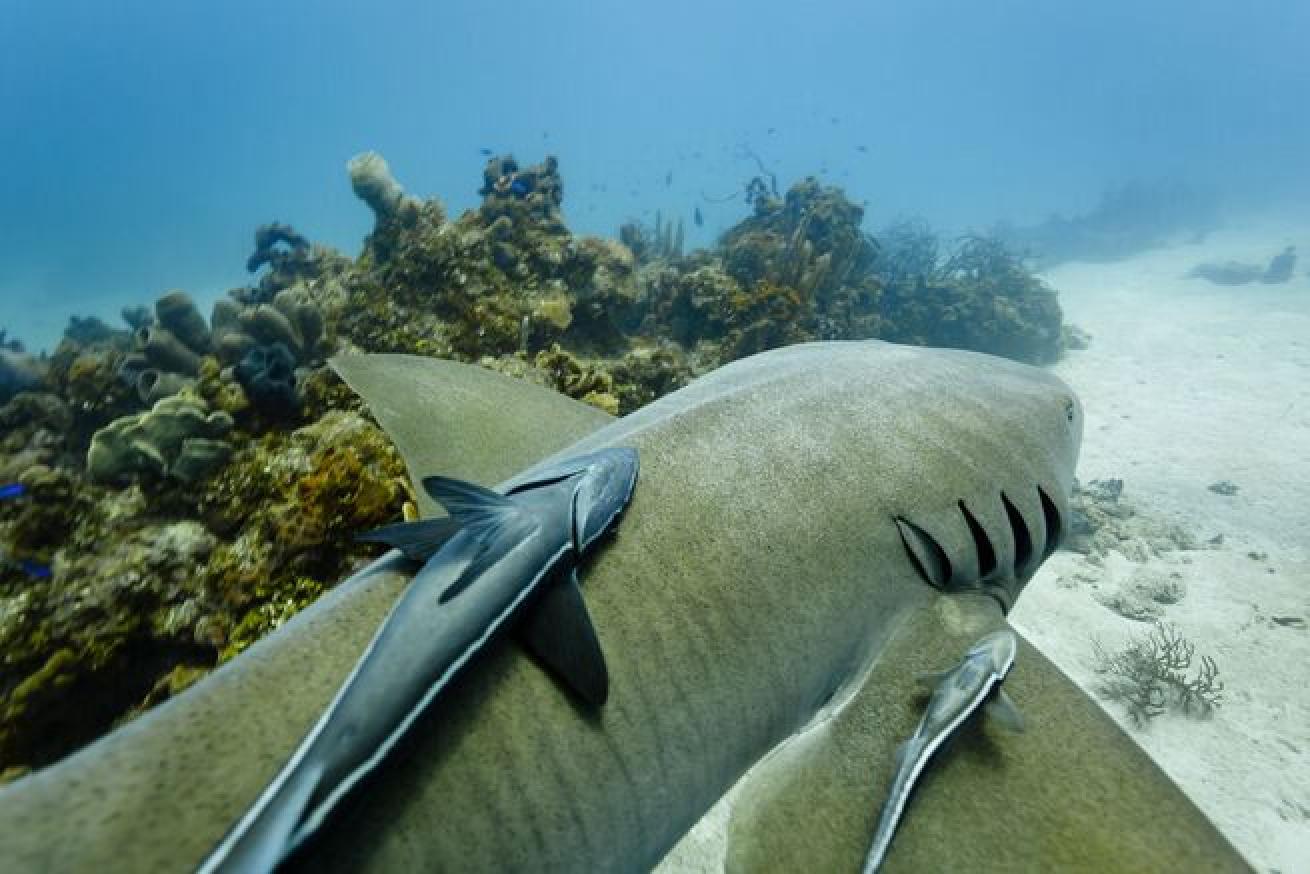 Closeup of nurse shark and two parasite remora fish swimming along top and side.