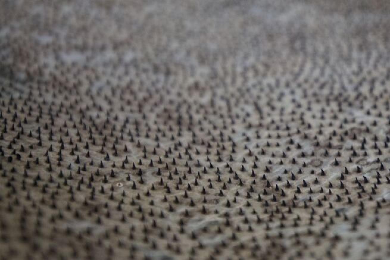 Spikes that resemble teeth on sharks skin.