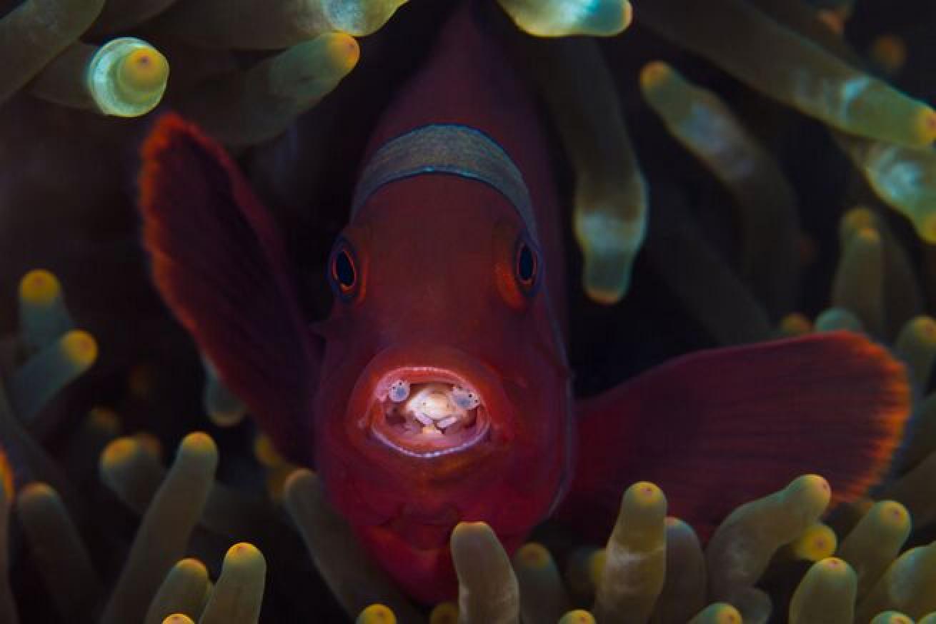 Clownfish with three parasites in its mouth.