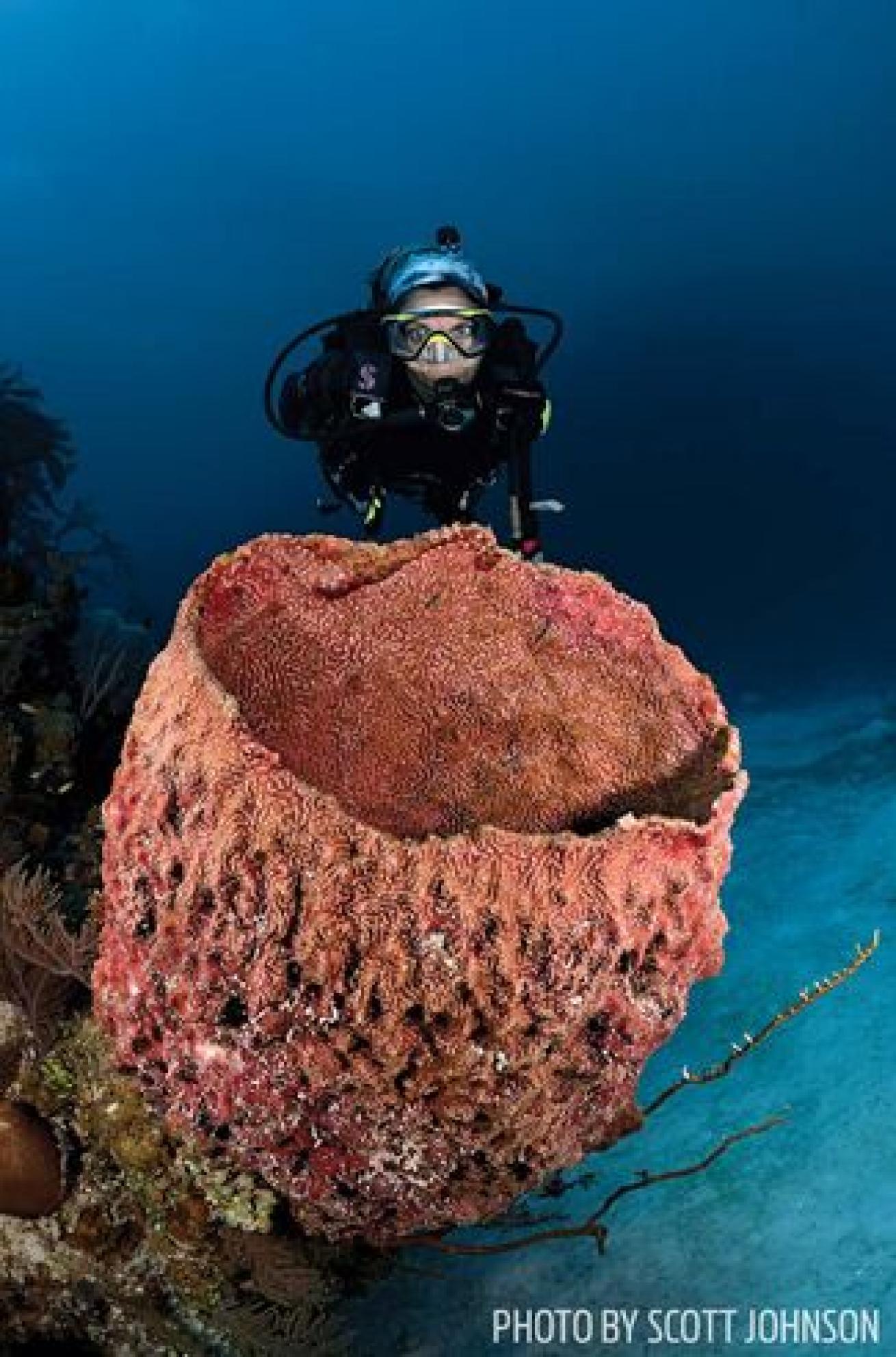 A huge barrel sponge at the Five Seas wreck off Cuba