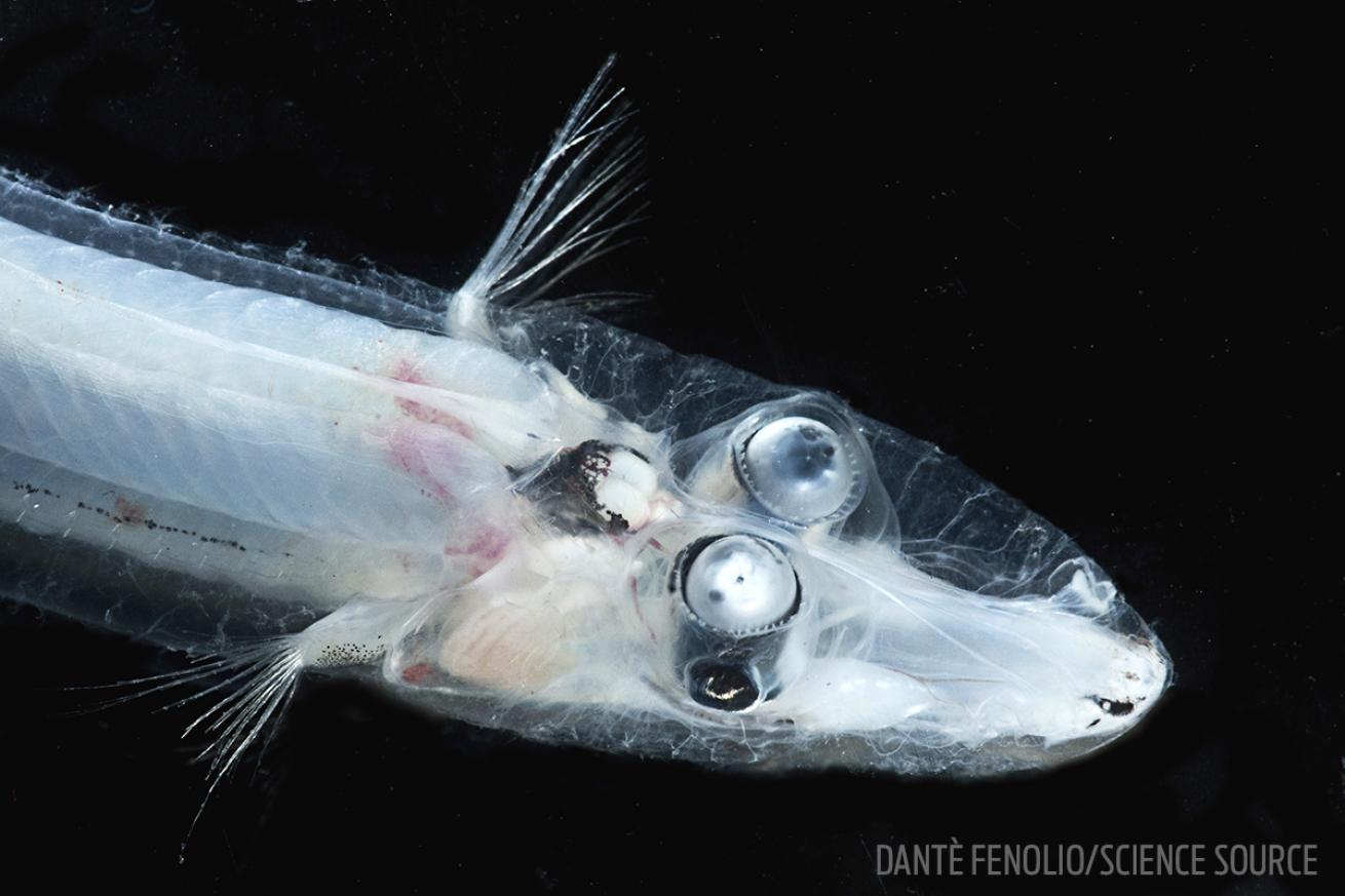 barreleye fish
