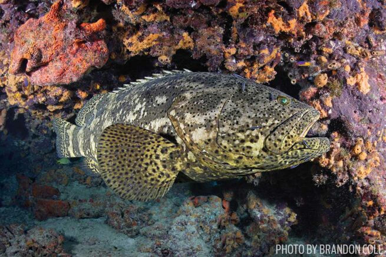 A Key Largo goliath grouper gets a spit-and-polish from cleaner gobies.