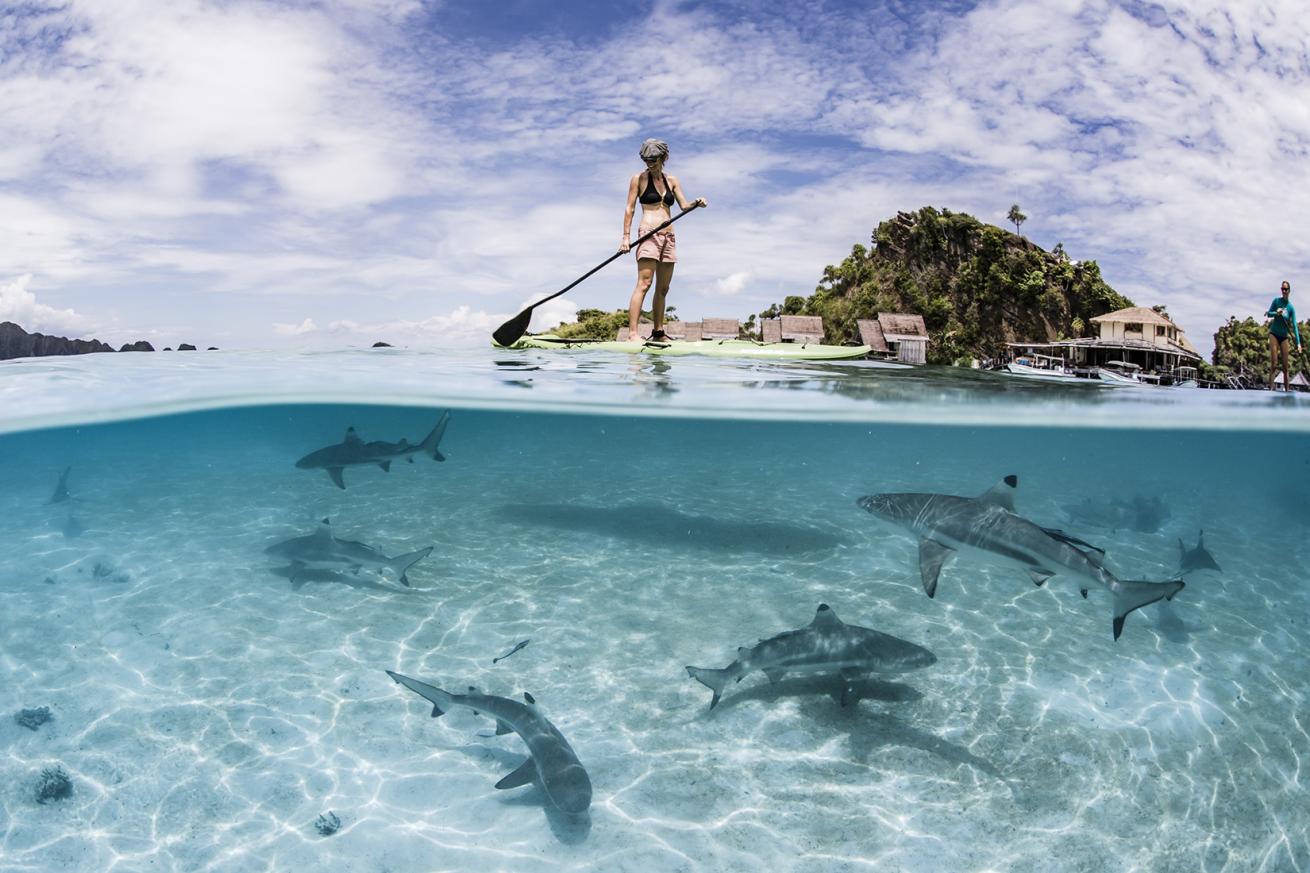a paddleboarder floats above a school of blacktip reef sharks with misool resort in the background