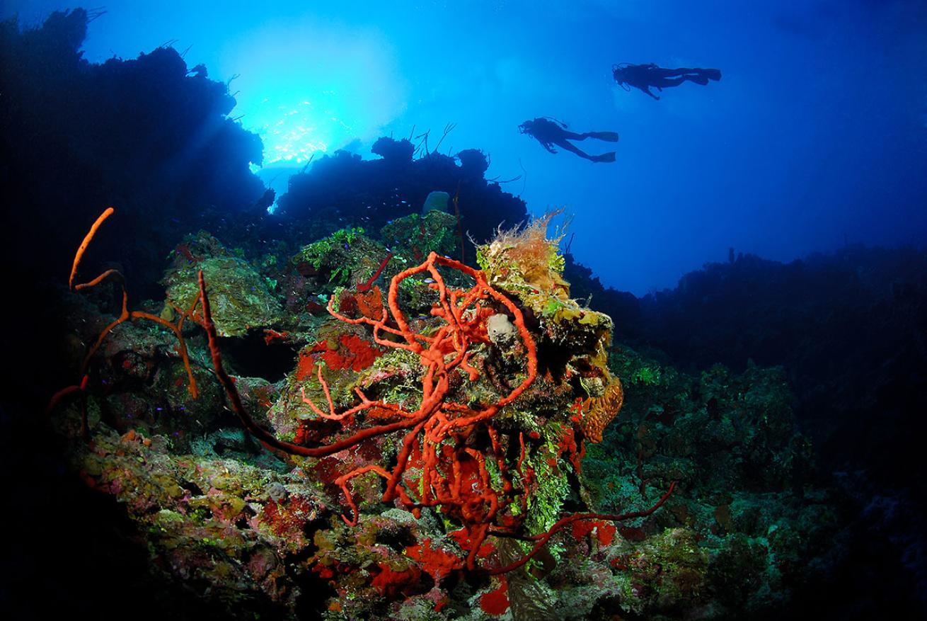 scuba diving hall of fame