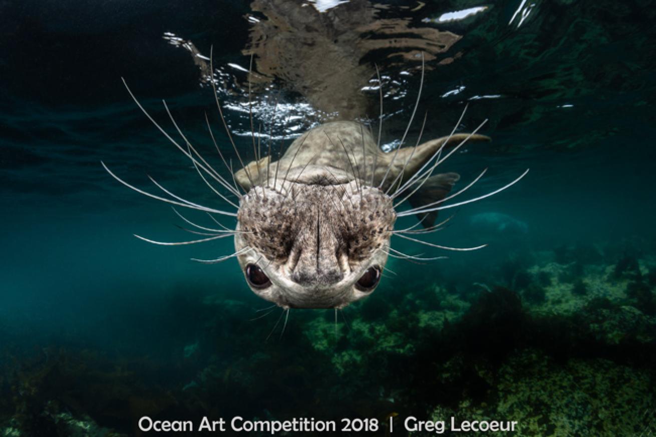 ocean art 2018 contest winner cold water