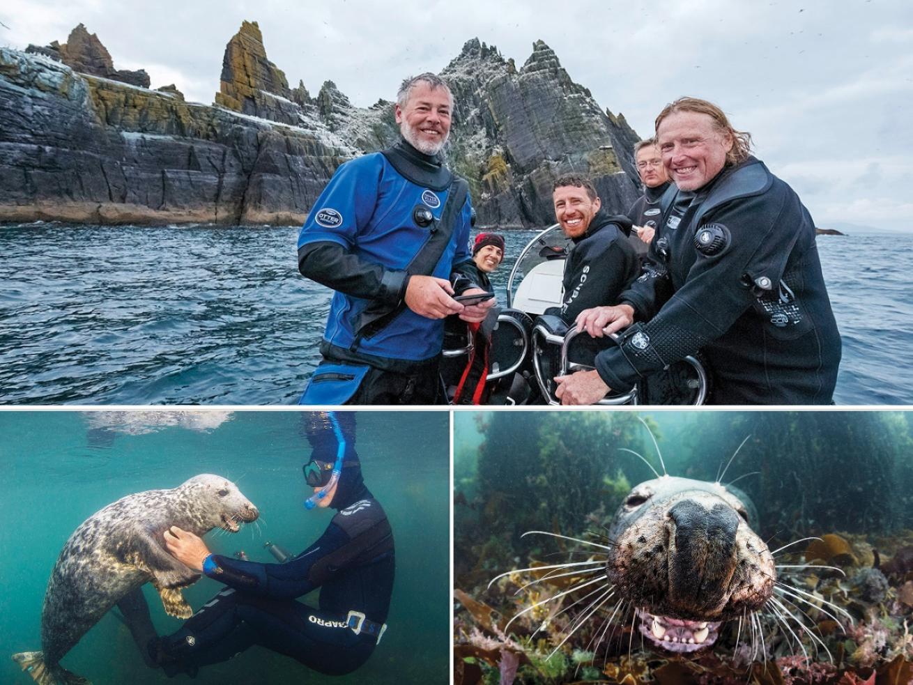 Bottom from Left: A curious gray seal interacts with a snorkeler; a close-up of Halichoerus grypus.