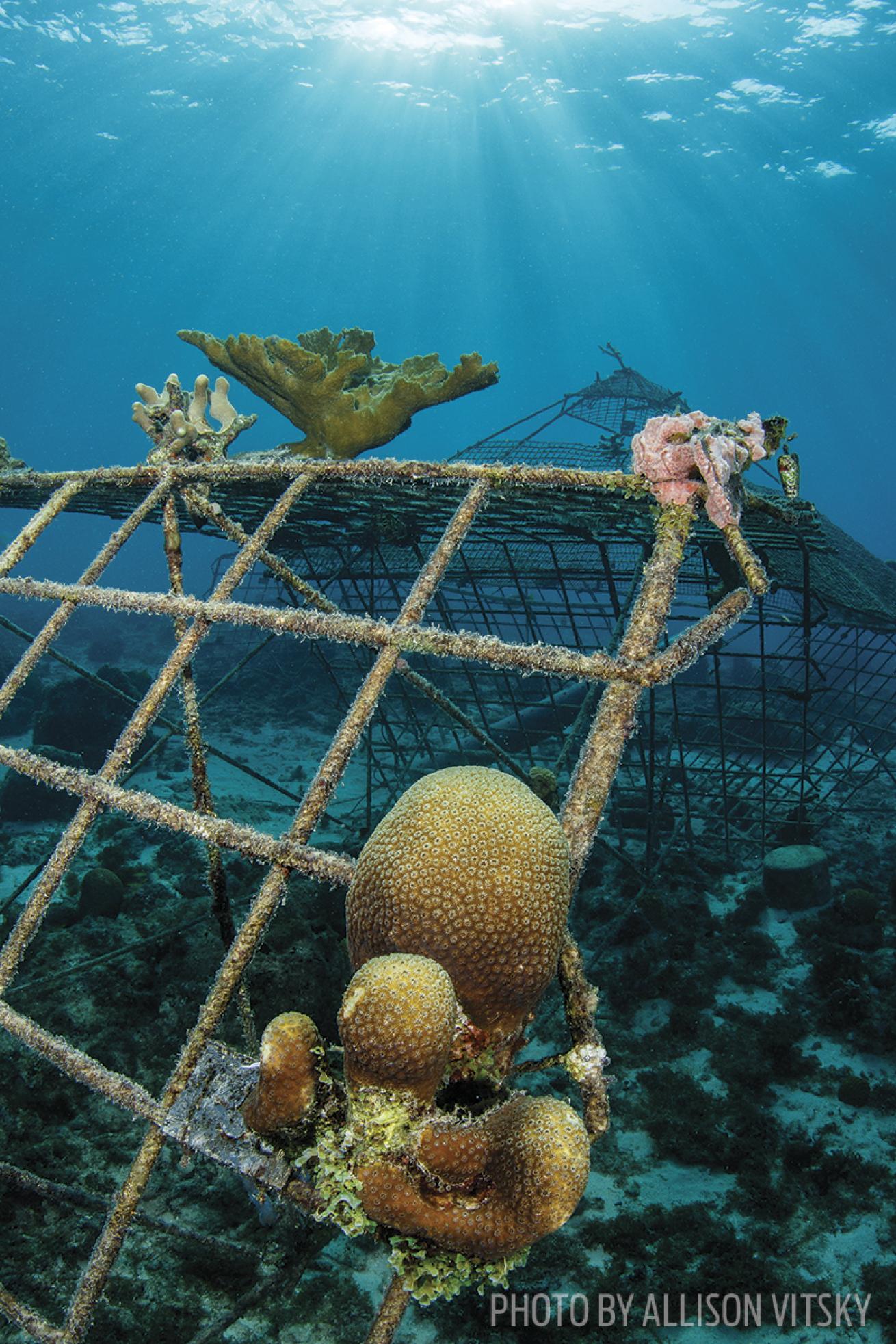 Coral Restoration Foundation Curacao