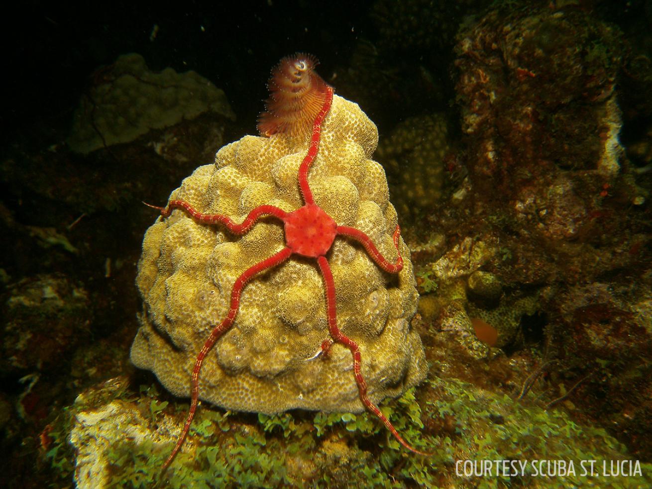coral spawning st. lucia brittle starfish