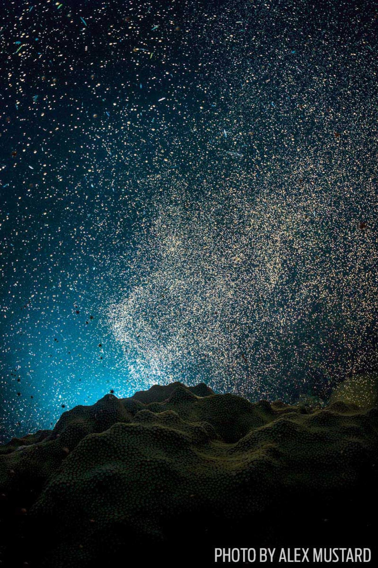 coral spawning west indies