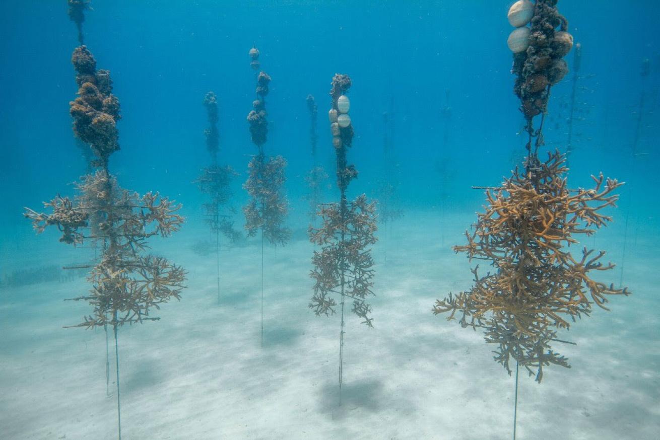 Key Largo Coral Reefs