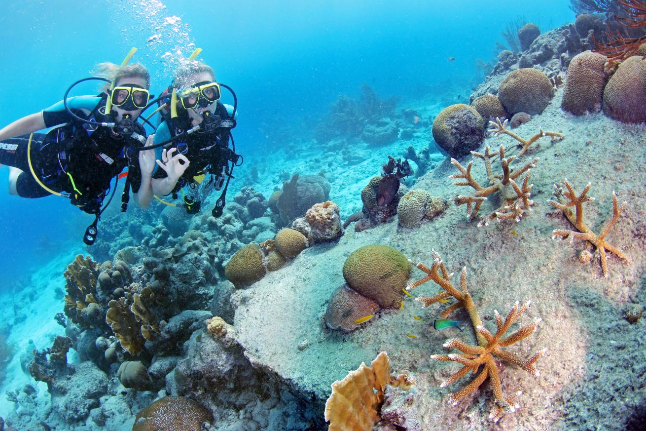 coral restoration scuba diving curacao