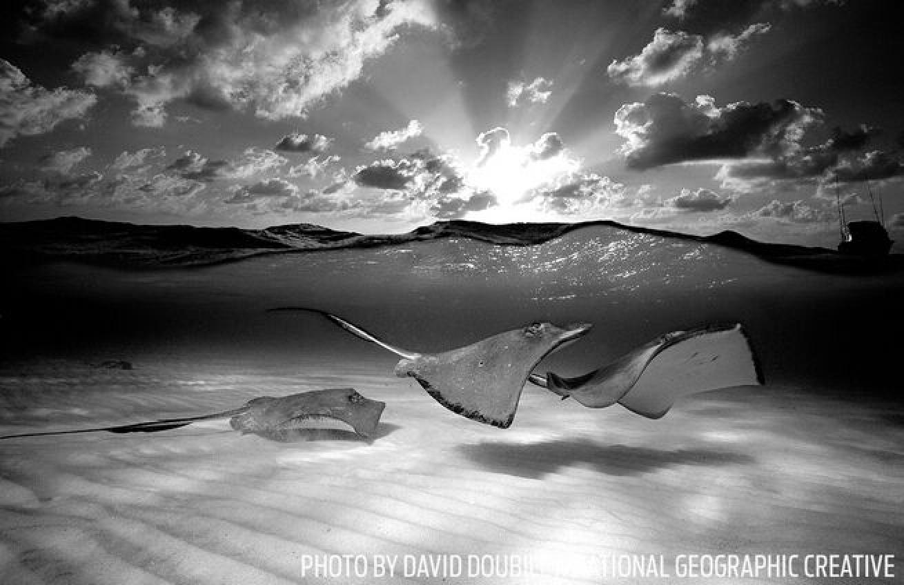 1970s David Doubilet pushes the limits in underwater photography, crafting many of the techniques used as common practice today, including the over/under shot.