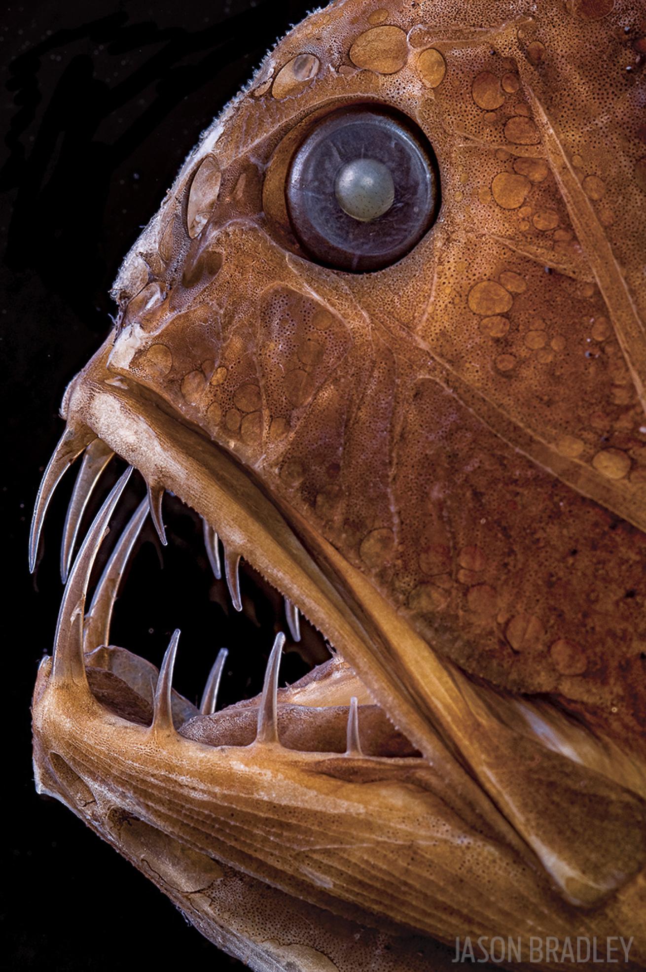 fangtooth fish photo