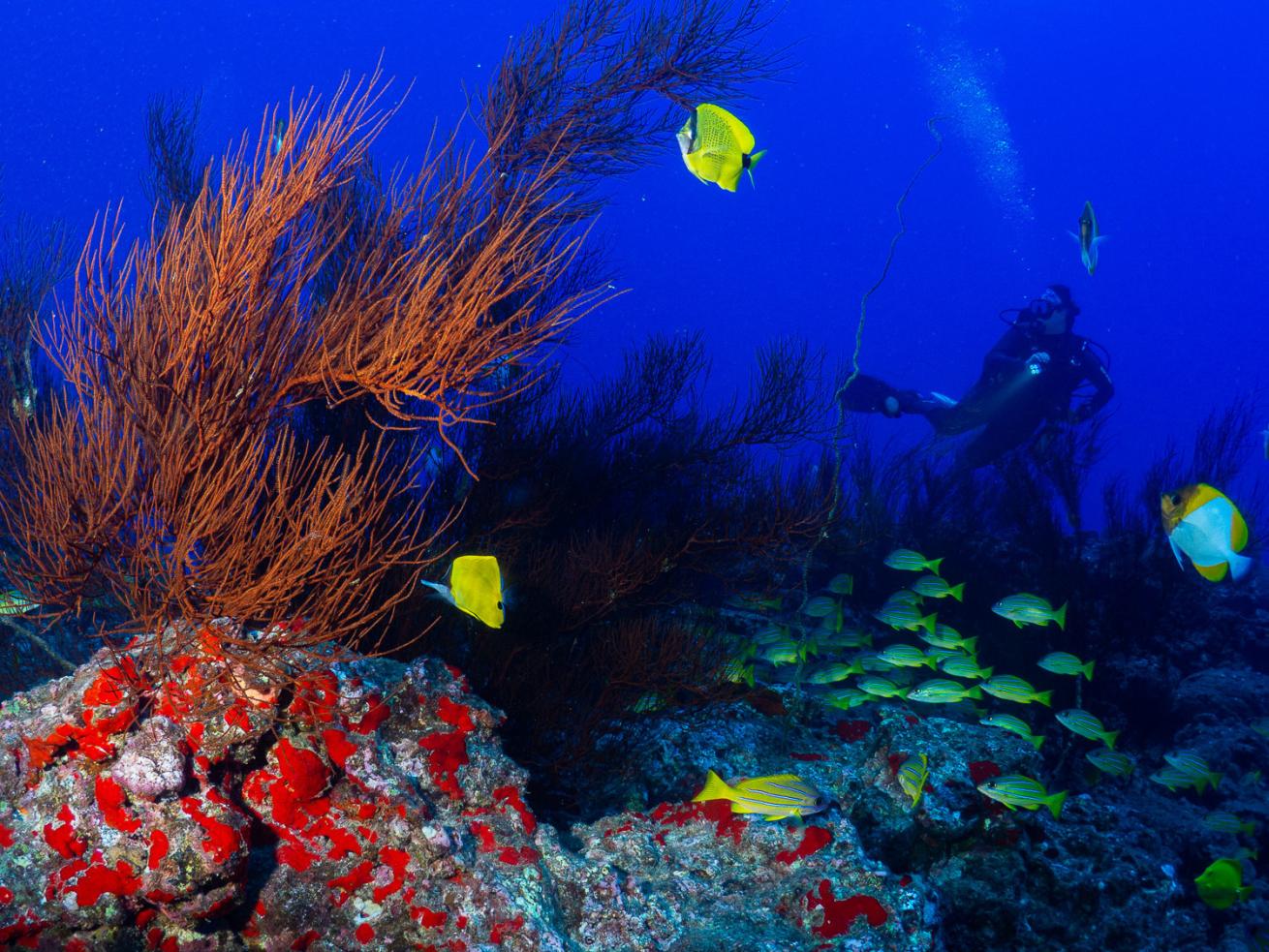 Scuba divers with coral and schools of fish in Hawaii.