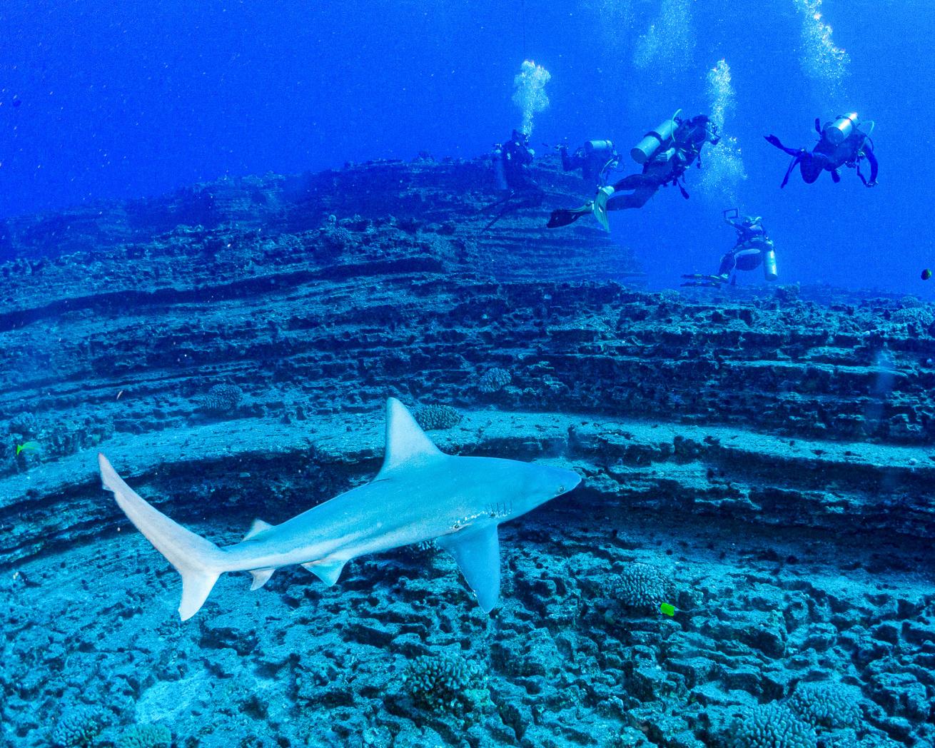 A group of scuba divers swimming near a shark.