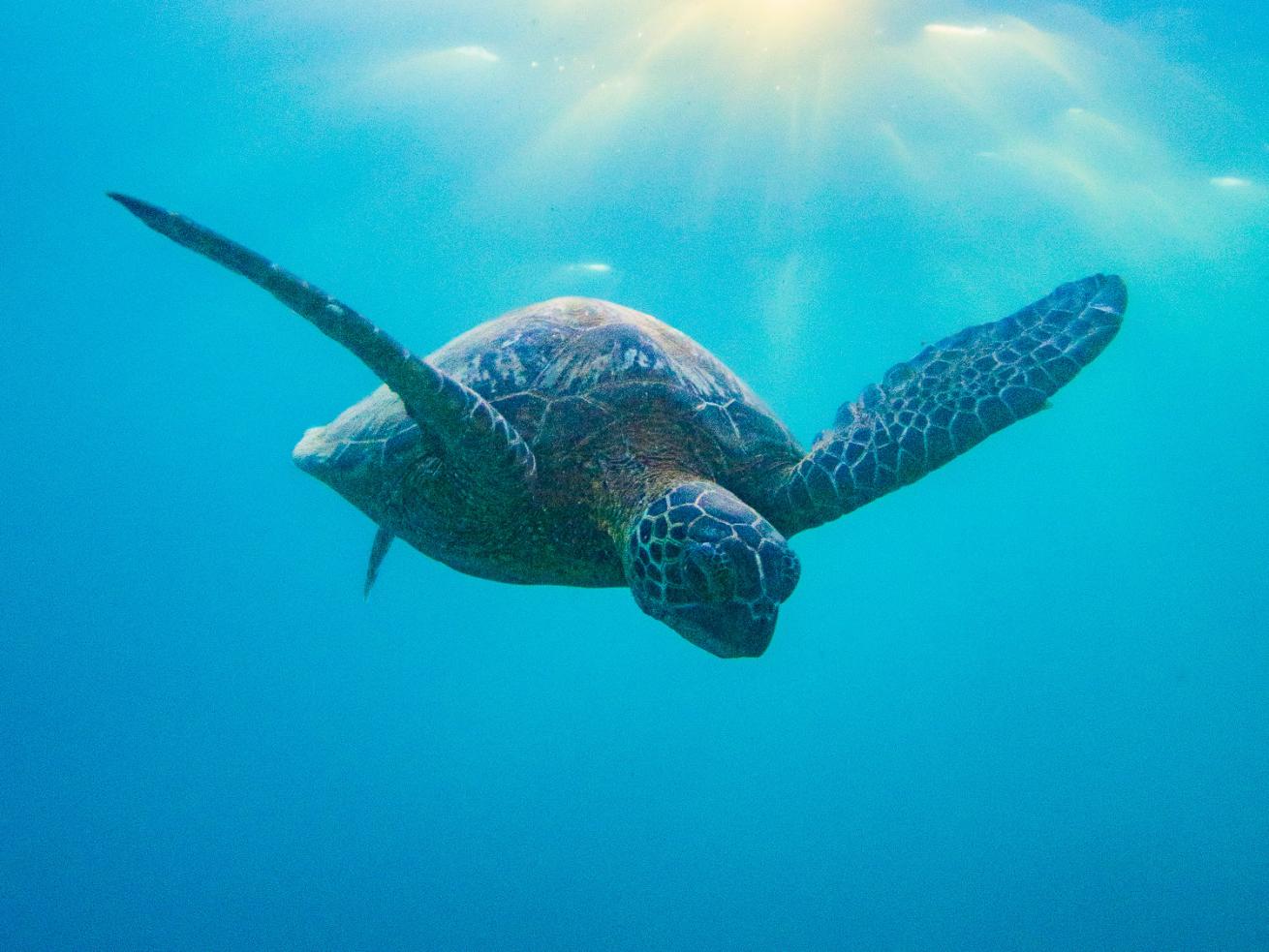 Green sea turtle in the ocean in Kauai. 