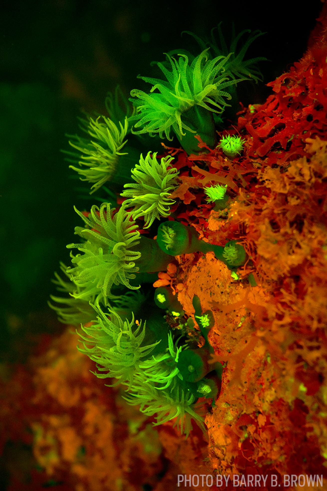 bonaire fluorescent reef photo