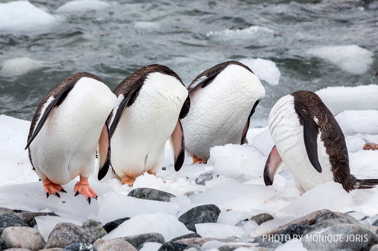 funny wildlife photos penguins