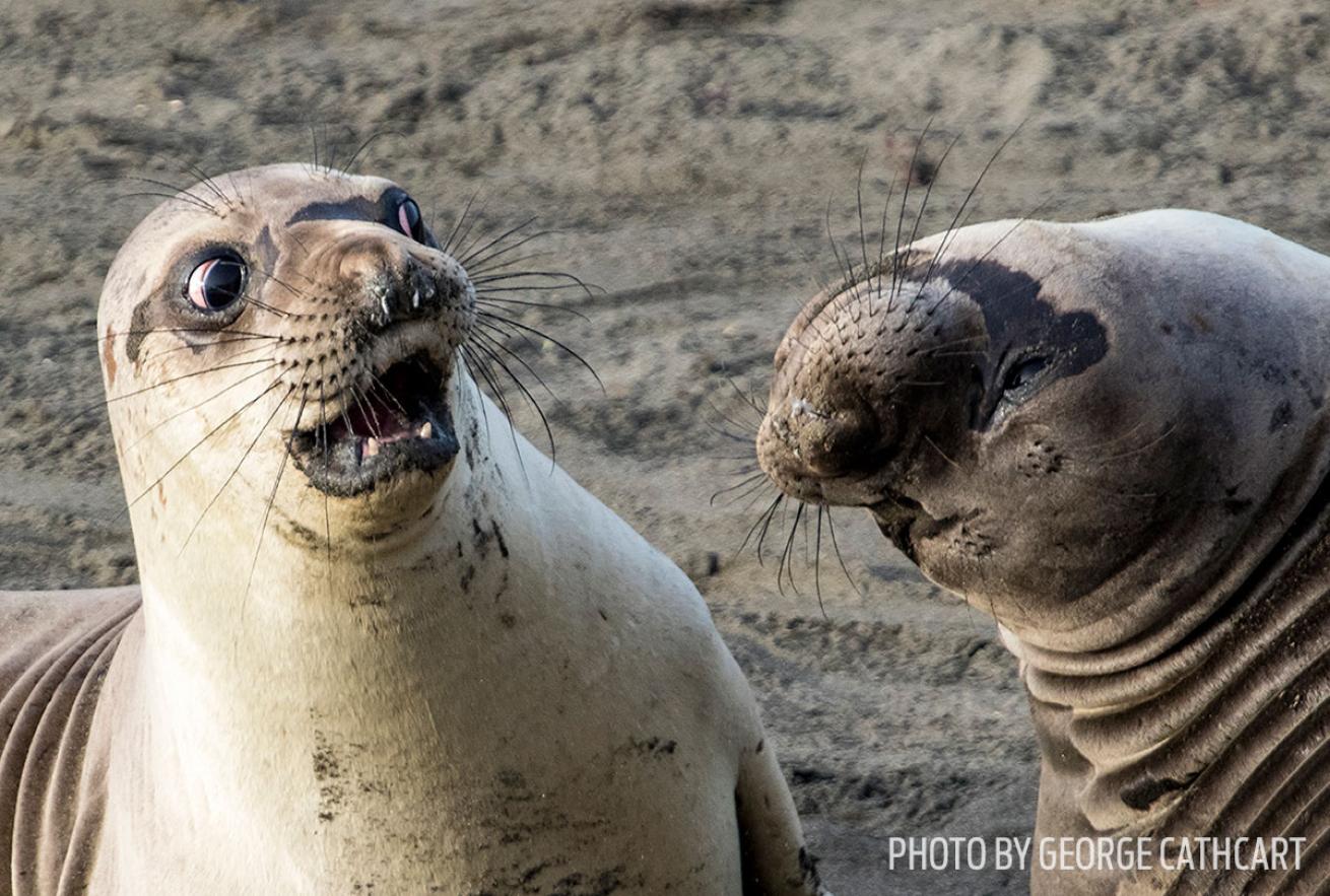 funny wildlife photos seal