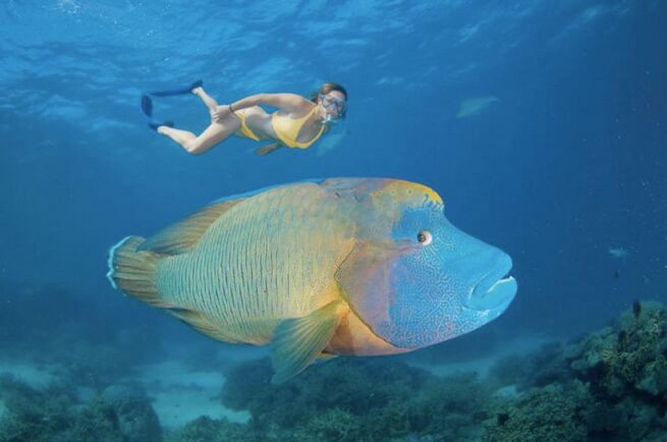 The humphead wrasse species can be found on the GBR.