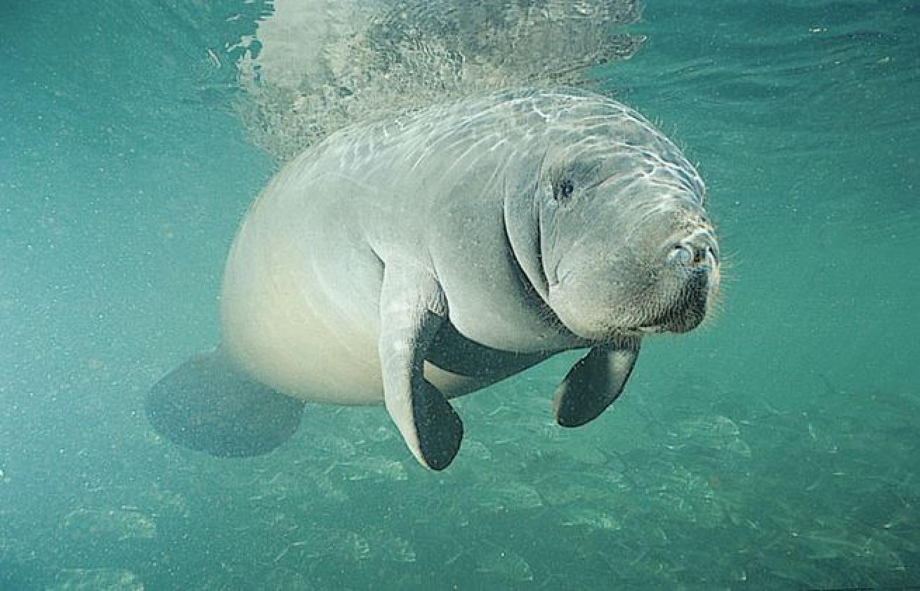 adopt a manatee